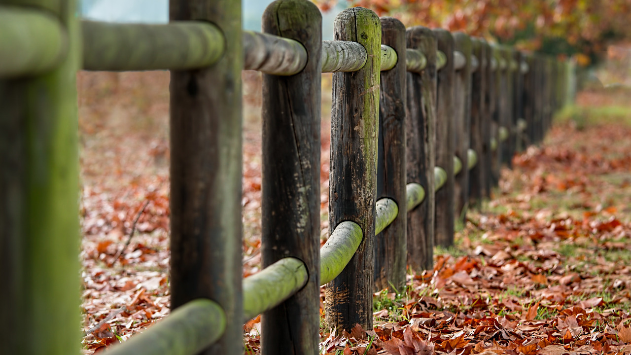  Locust For Fence Posts