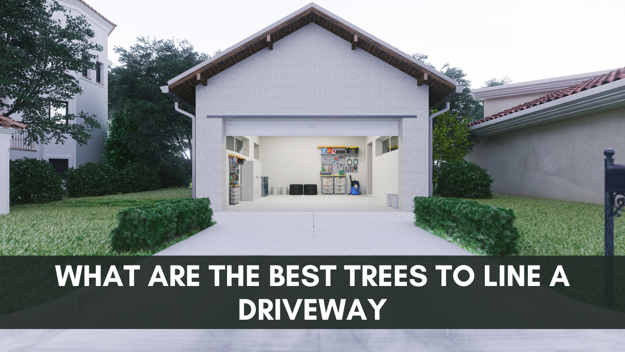 What Are The Best Trees To Line A Driveway