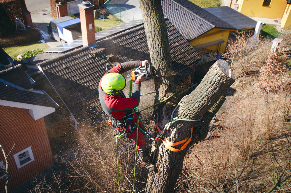 Arborist man cutting a branches with chainsaw and throw on a ground