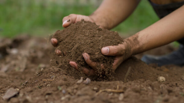 Soil for rammed earth
