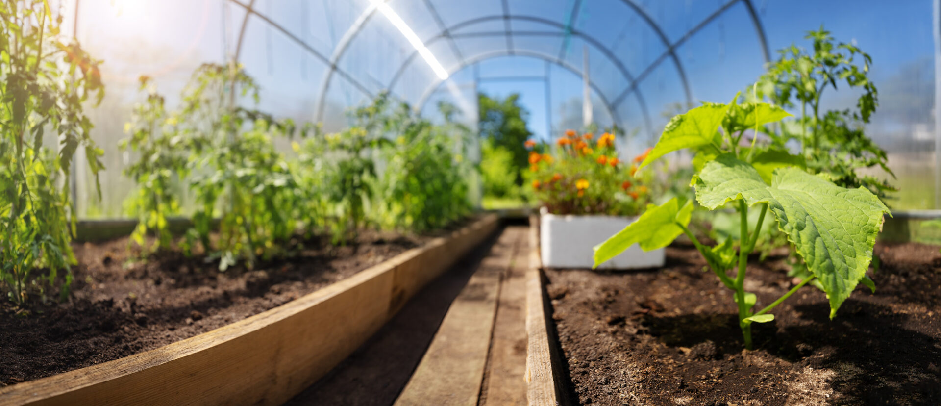 tomato seedlings growing in the soil at greenhouse