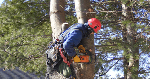 Why Tree Removal is Necessary