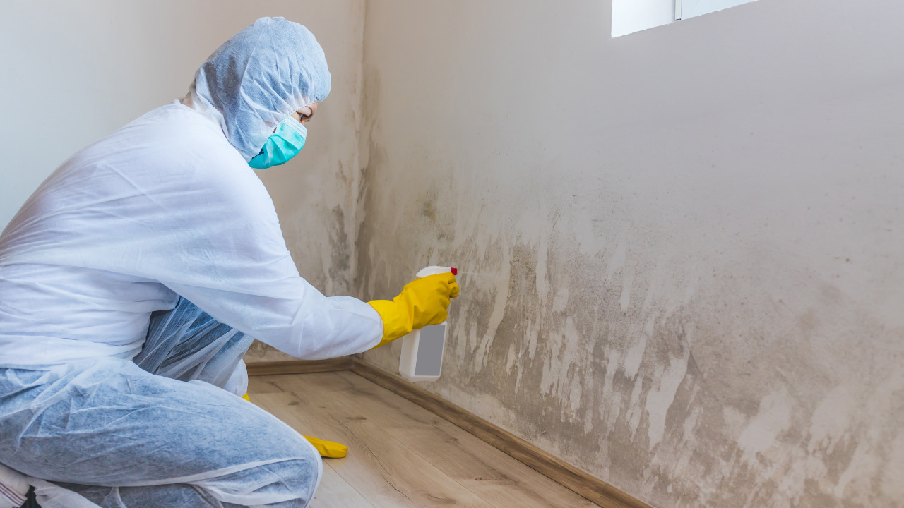 mold remediation at your property