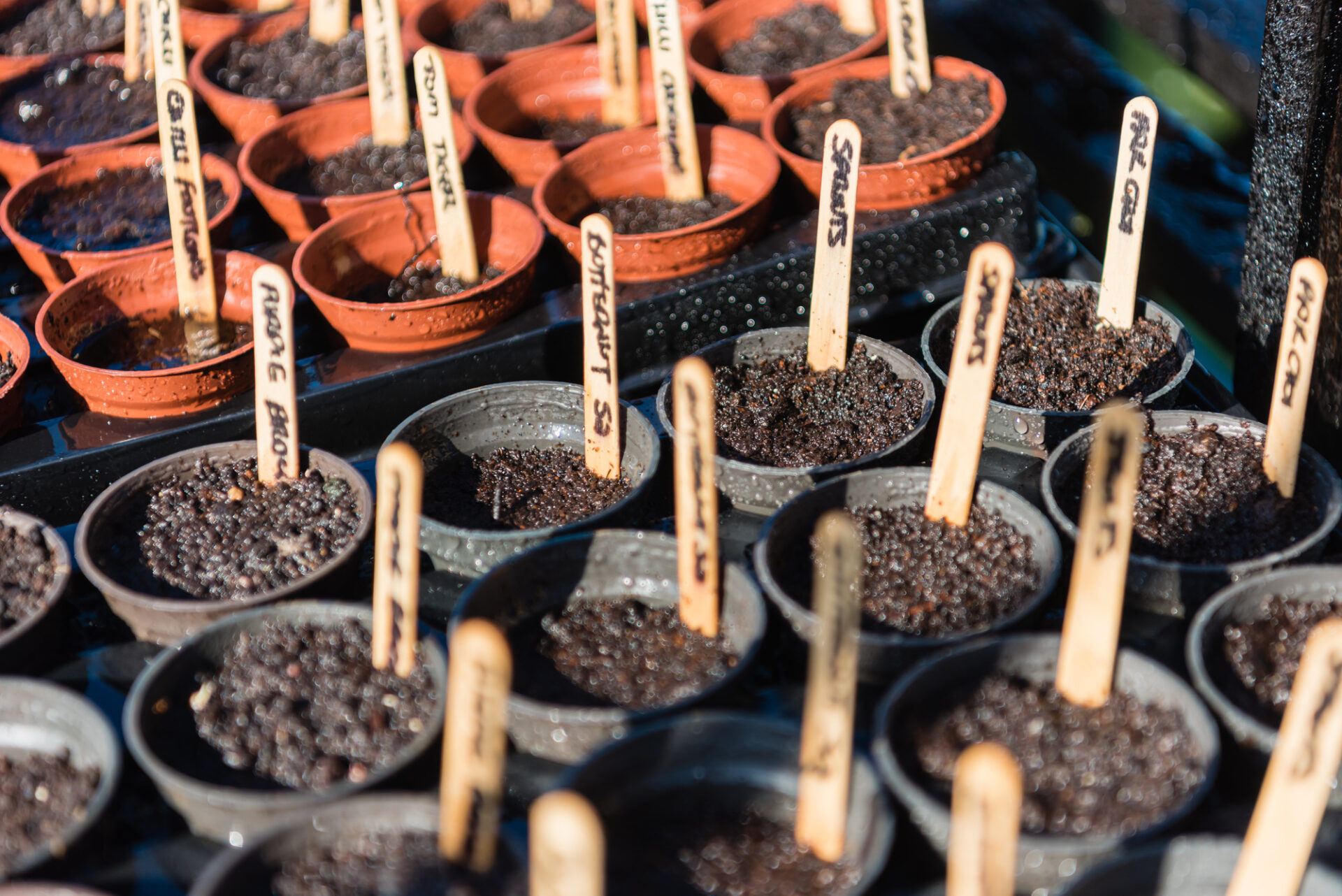 Wooden lollypop sticks are used to label vegetable seeds in a gr