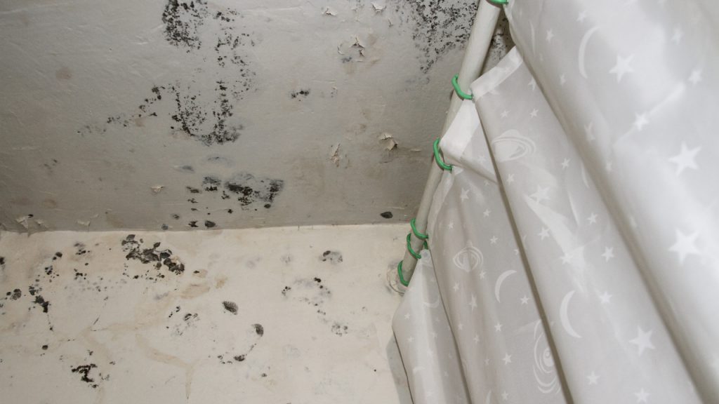 Ways To Prevent Bathroom Mold Is Bathroom Mold Dangerous For Health   Common Causes For Bathroom Mold Growth 1024x576 