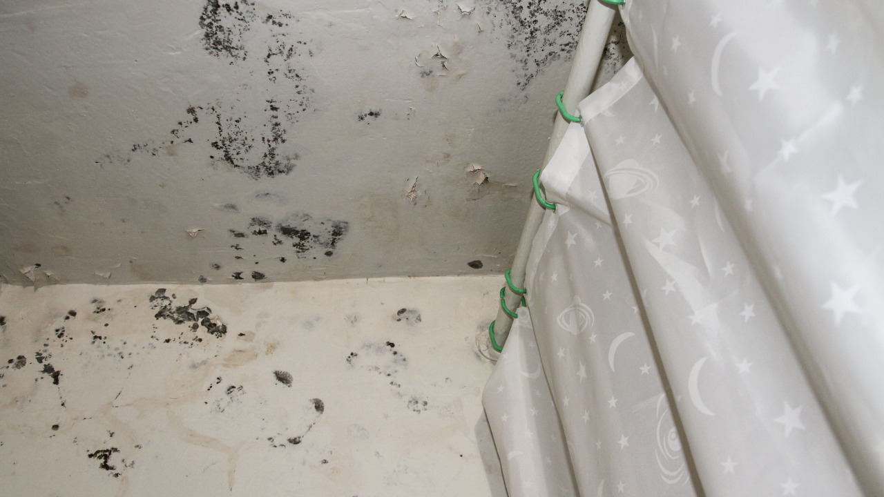 Common Causes for Bathroom Mold Growth
