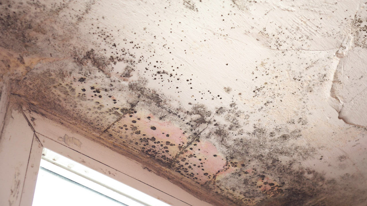 How to Find Mold in the Bathroom