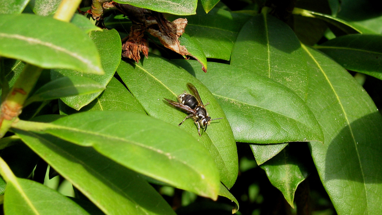 How to Get Rid of Wasps in House Siding Signs of Nest and Remedies