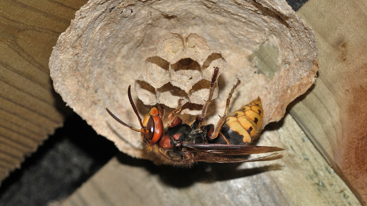 How to Get Rid of Wasps in House Siding Signs of Nest and Remedies