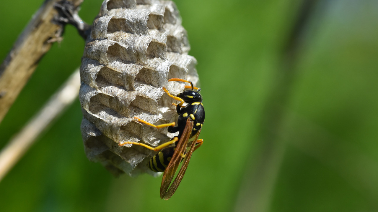 How to Get Rid of Wasps in House Siding Signs of Nest and Remedies