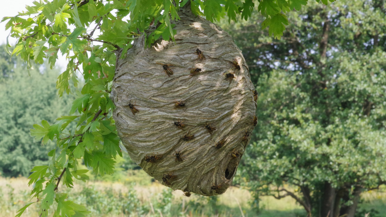 How to Get Rid of Wasps in House Siding Signs of Nest and Remedies