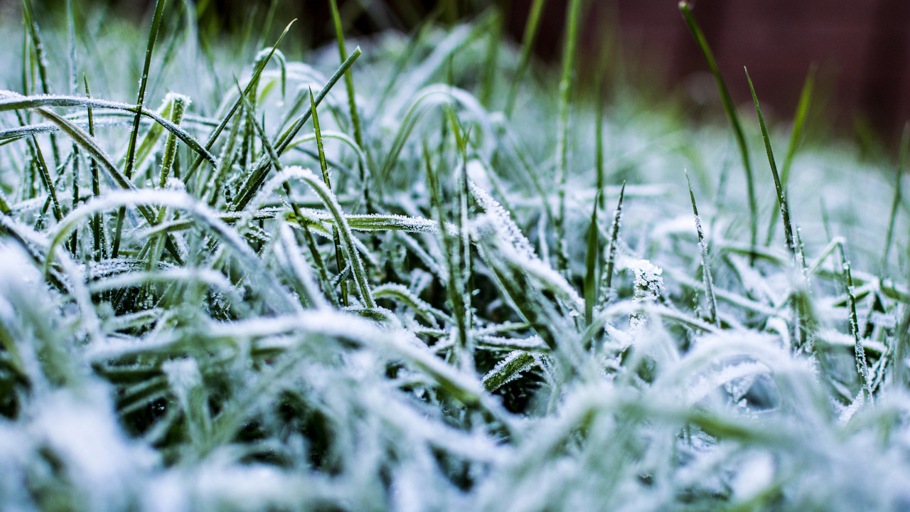 grass in winter